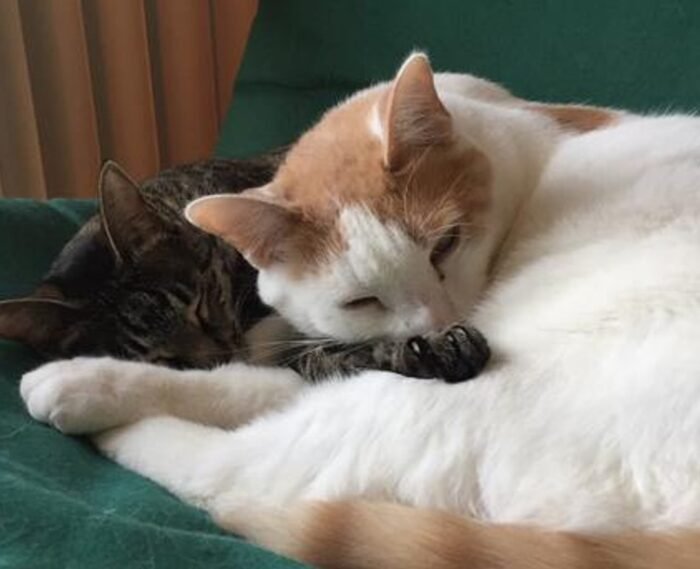 2 cats huging