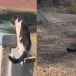 Abandoned Cat Left Behind by Neighbors