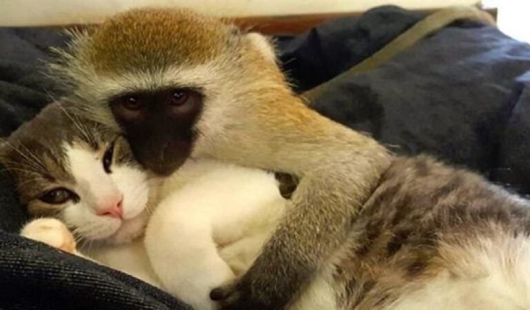 Baby Monkey Learned The Meaning Of Love And Friendship From Cats