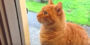 Cat Who Rings The Doorbell