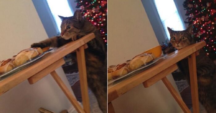 Hilarious Cat's Cinnamon Bun Heist Goes Viral