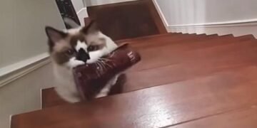 Feline Brings Her Own Bag Of Treats To Be Served