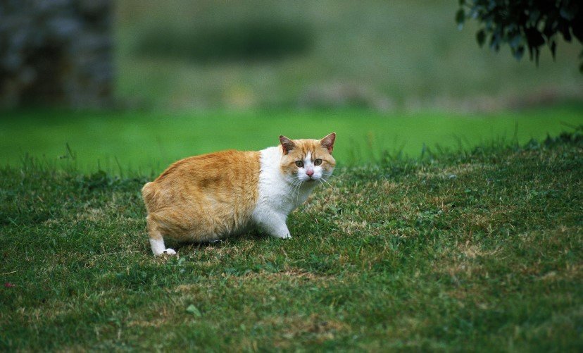 The Tale Of Tailless Cats Unraveling The Mystery Of Manx Cats On The Isle Of Man
