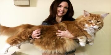 Meet Omar The Maine Coon Contender for the World's Longest Cat