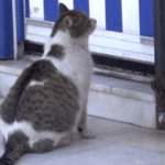 Stray Cat Seeks Help at Health Clinic