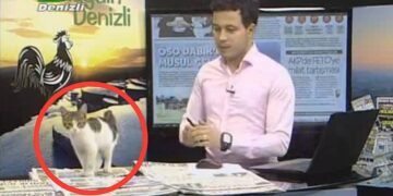 Stray Kitten Interrupts Live News Broadcast in Turkey