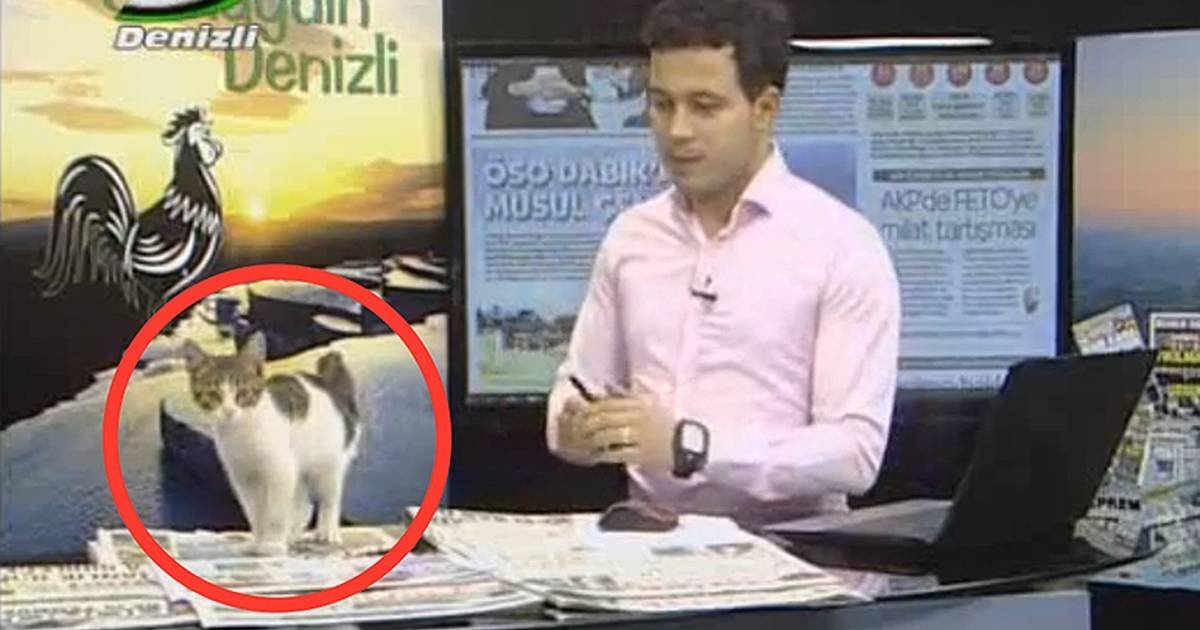 Stray Kitten Interrupts Live News Broadcast in Turkey