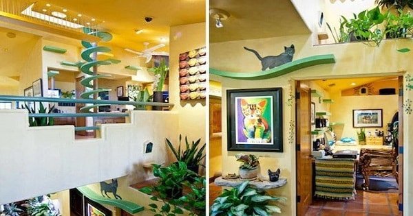 Transforming a Home into a Paradise for Rescue Cats