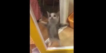 Watch This Cat's Delightful Response to Her Owner's Homecoming!