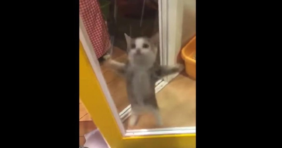Watch This Cat's Delightful Response to Her Owner's Homecoming!