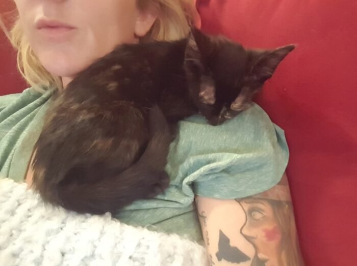 black kitten on shoulder