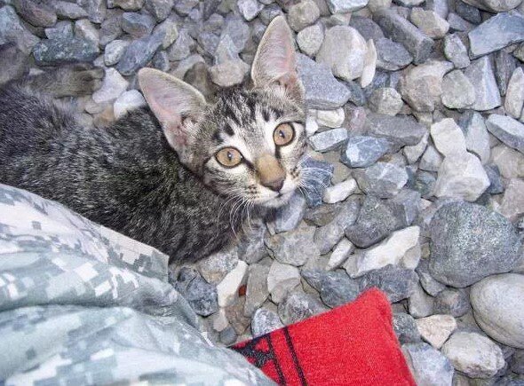 cat in rocks