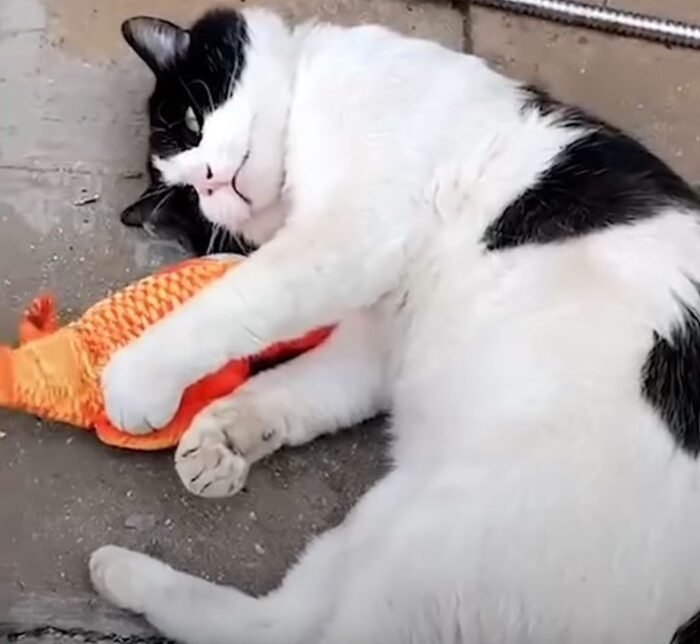 cat play with fish toy