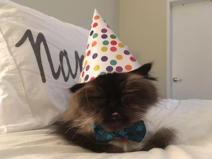 cat with birthday hat