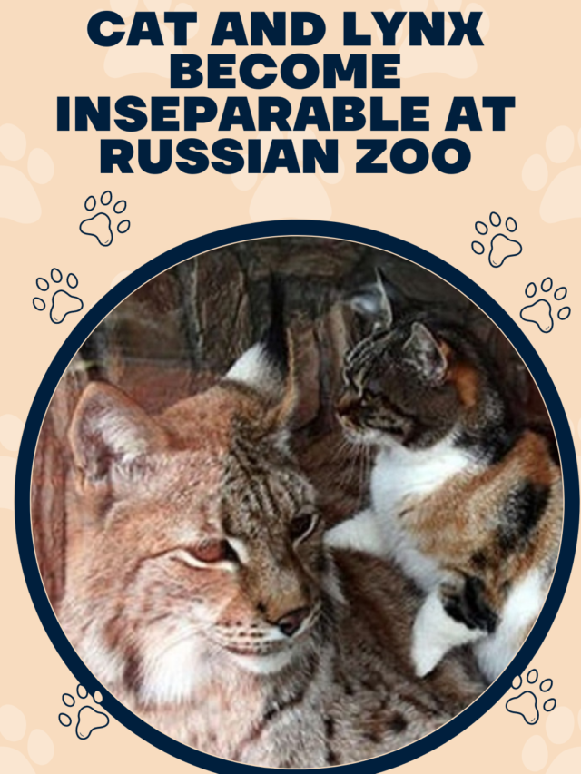 Cat and Lynx Become Inseparable at Russian Zoo