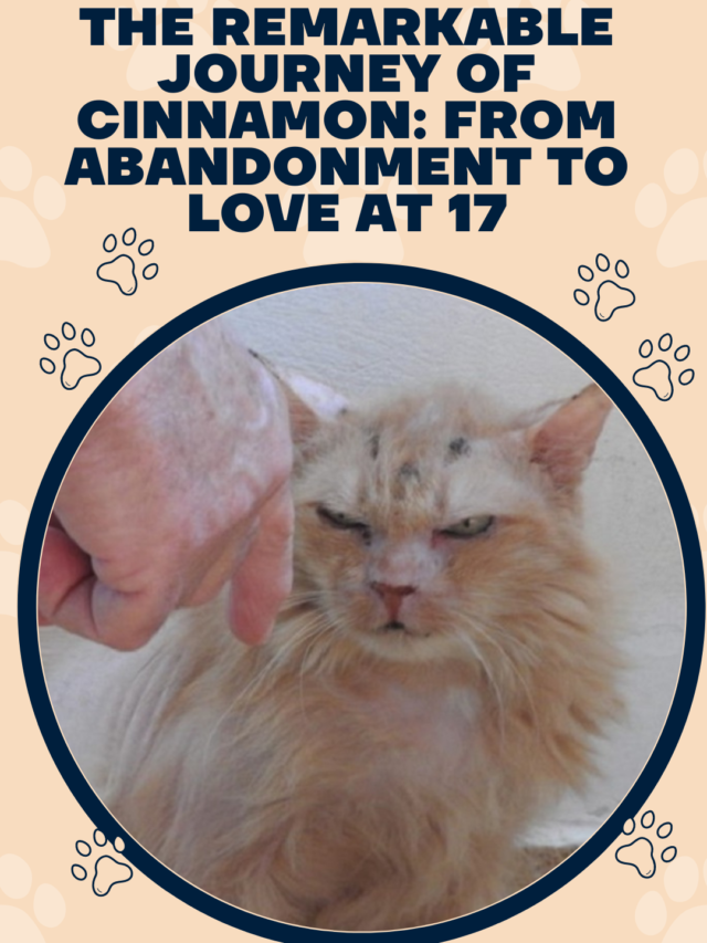 The Remarkable Journey of Cinnamon: From Abandonment to Love at 17
