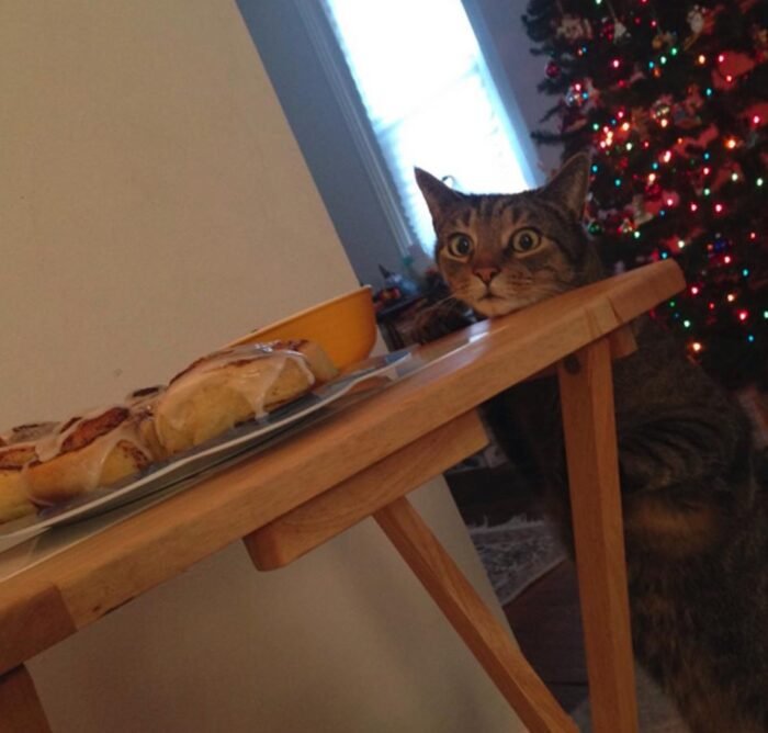 Hilarious Cat's Cinnamon Bun Heist Goes Viral 1