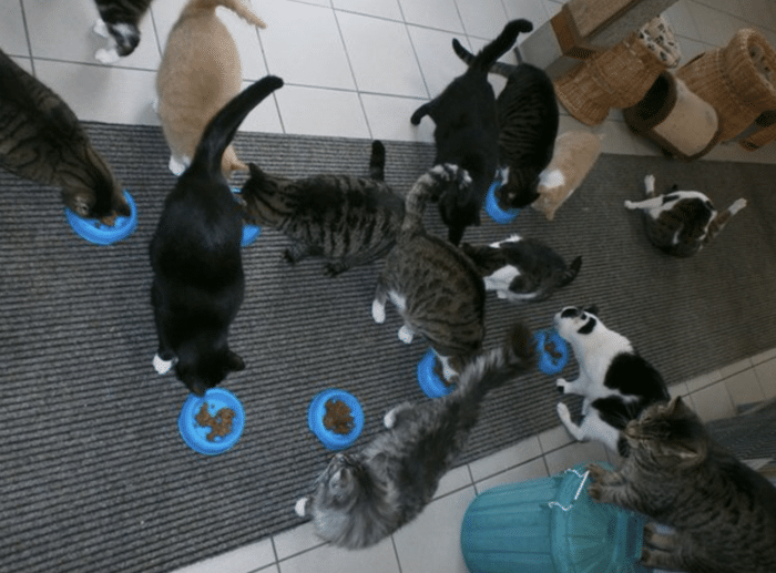 feeding cats