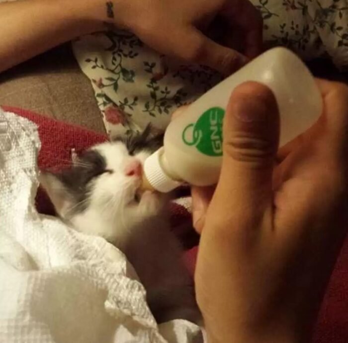 kitten drink milk