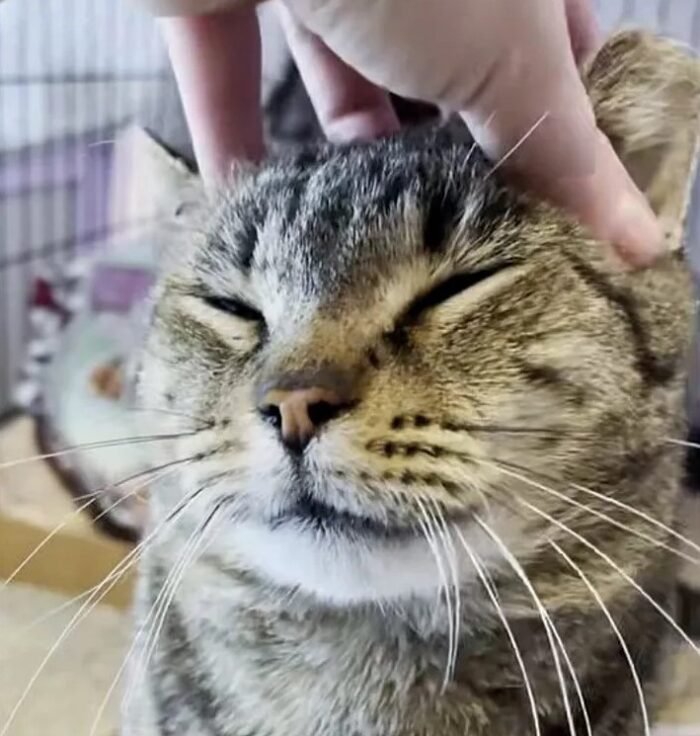 rubbing cat head