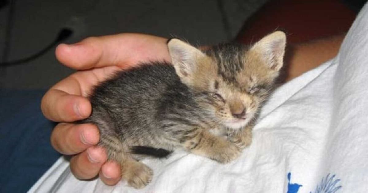 Rescuing a Blind Kitten
