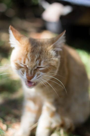 funny cat want to sneeze