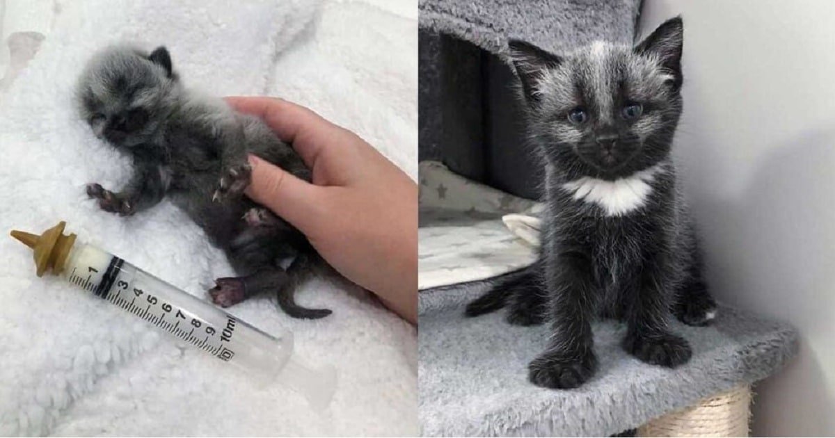 Kitten with a Rare Silver Coat