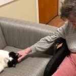 Stray Cat Transforms into Cherished Nursing Home Companion
