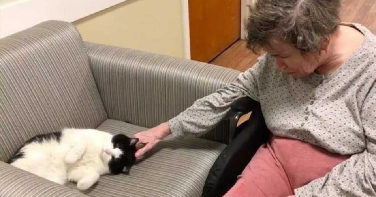 Stray Cat Transforms into Cherished Nursing Home Companion