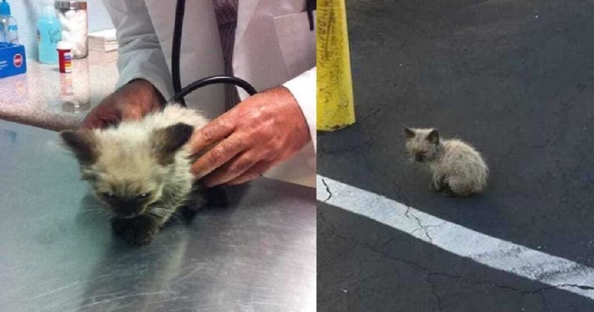 Woman's Compassion Saves a Stray Kitten