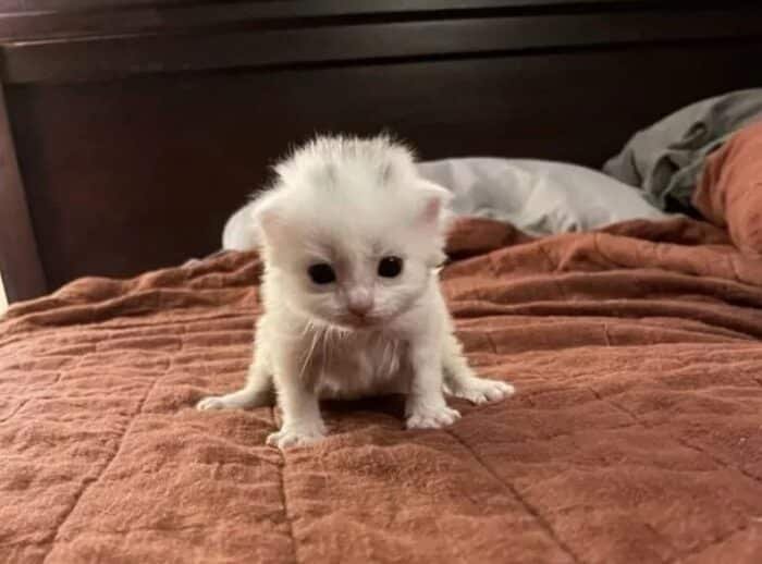 beautiful tiny whiote kitten