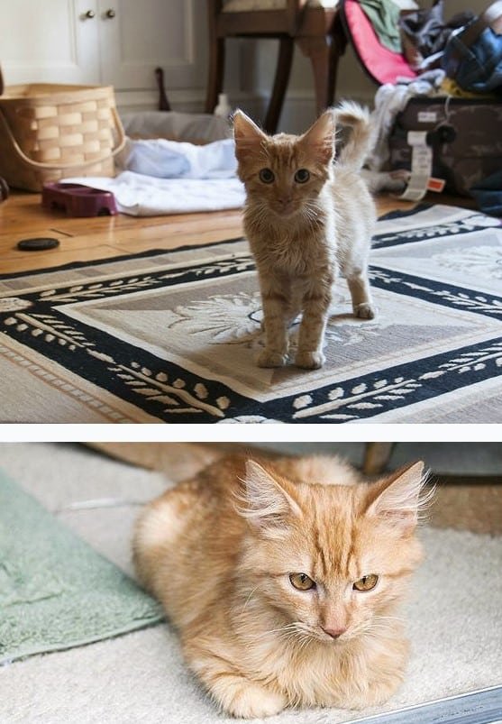 beautifull orange kitten