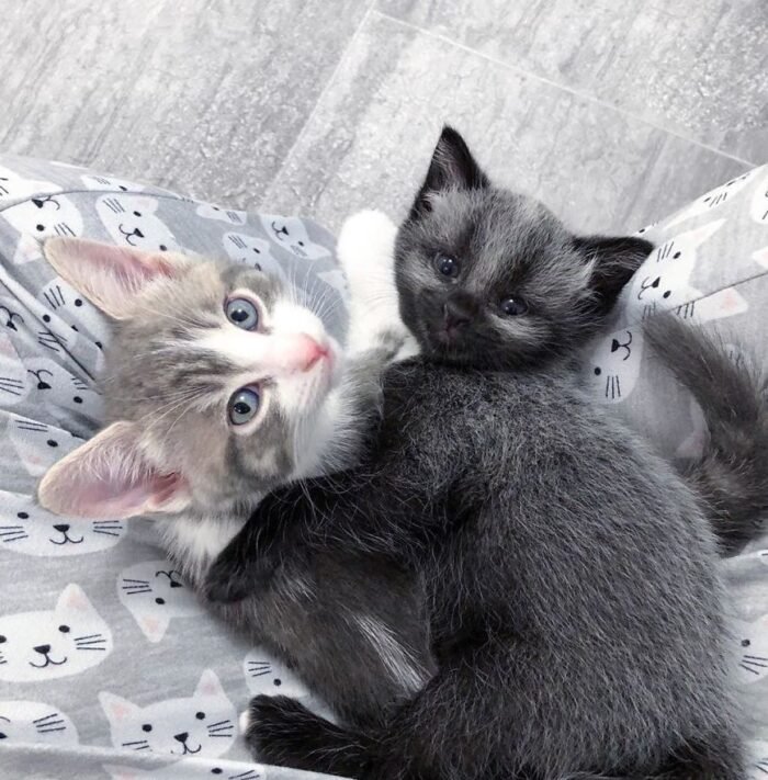kitten with bigger kitten
