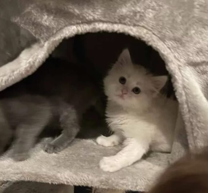 kittens in blanked