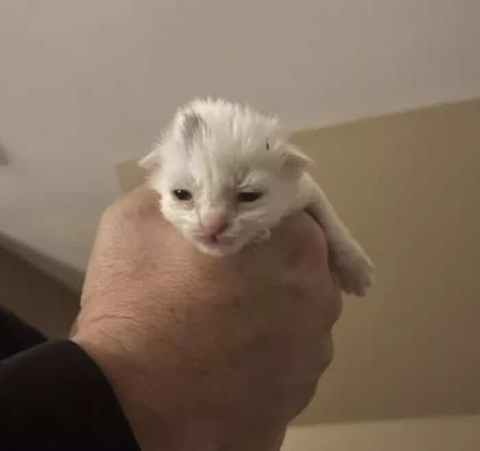 tiny white kitten