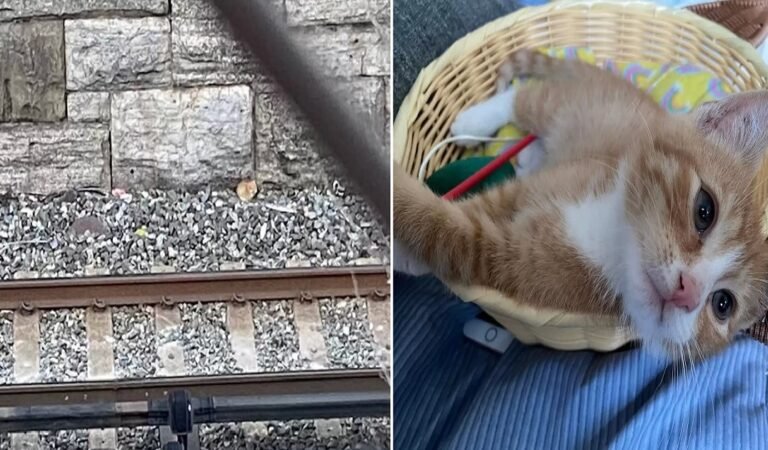 Daring NYC Train Track Rescue: How a Tiny Orange Kitten Captured Hearts & Found a Home