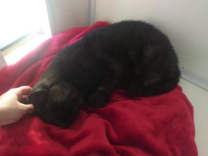 black cat on blanked