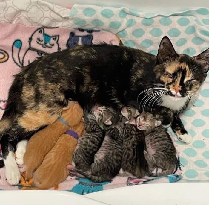 cat mom with 6 kittens