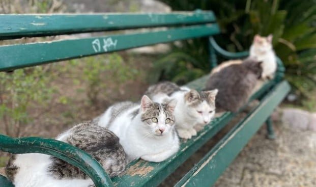 cats on bench