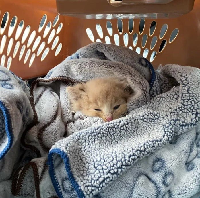 cute orange kitten