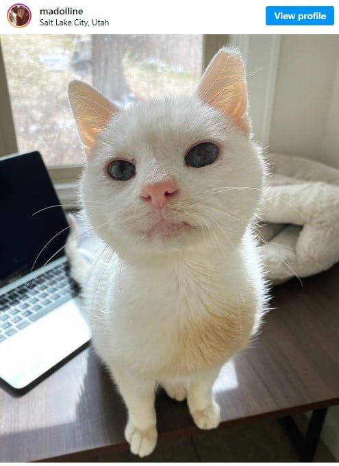 white cat from instagram