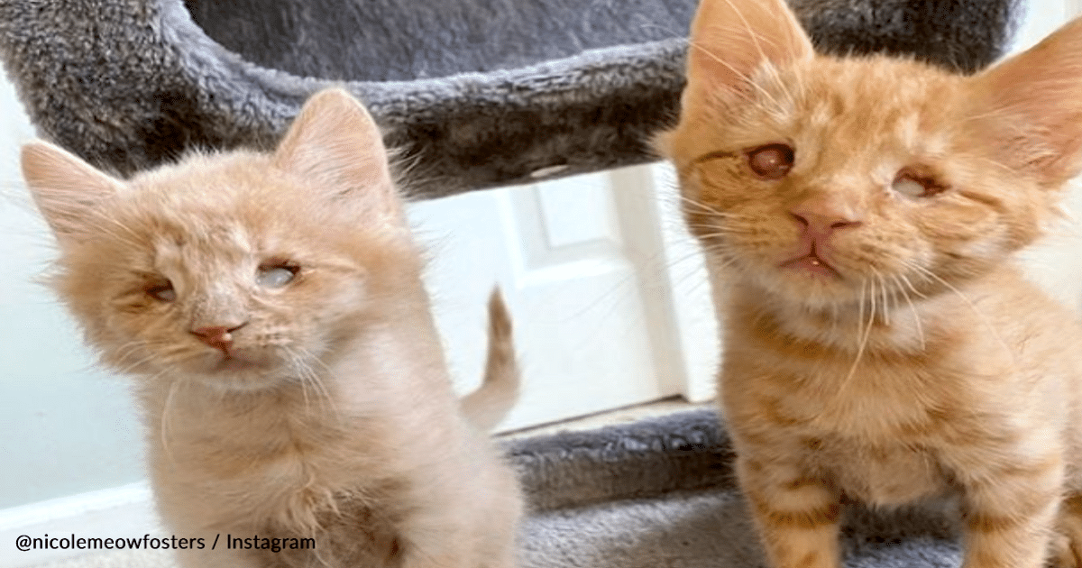 Blind Rescue Kittens