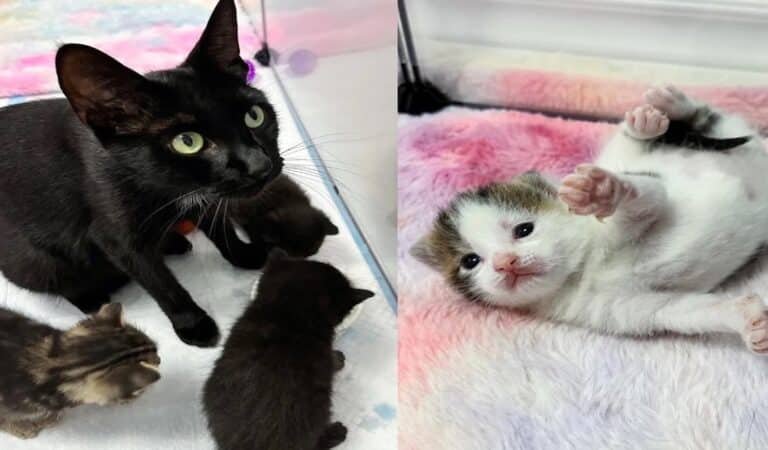 Cat Overflows with Happiness as Compassionate Woman Provides Shelter and New Beginnings for Her and Five Kittens