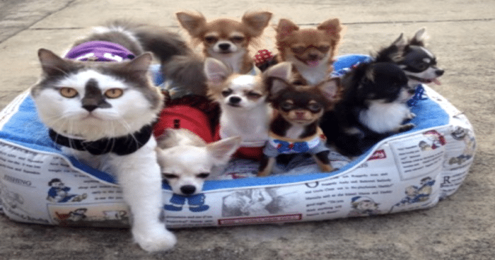 Cat with Strong Personality Reigns Over Chihuahuas