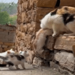 Mama Cat Welcomes Stray Puppy Into Her Litter of Kittens