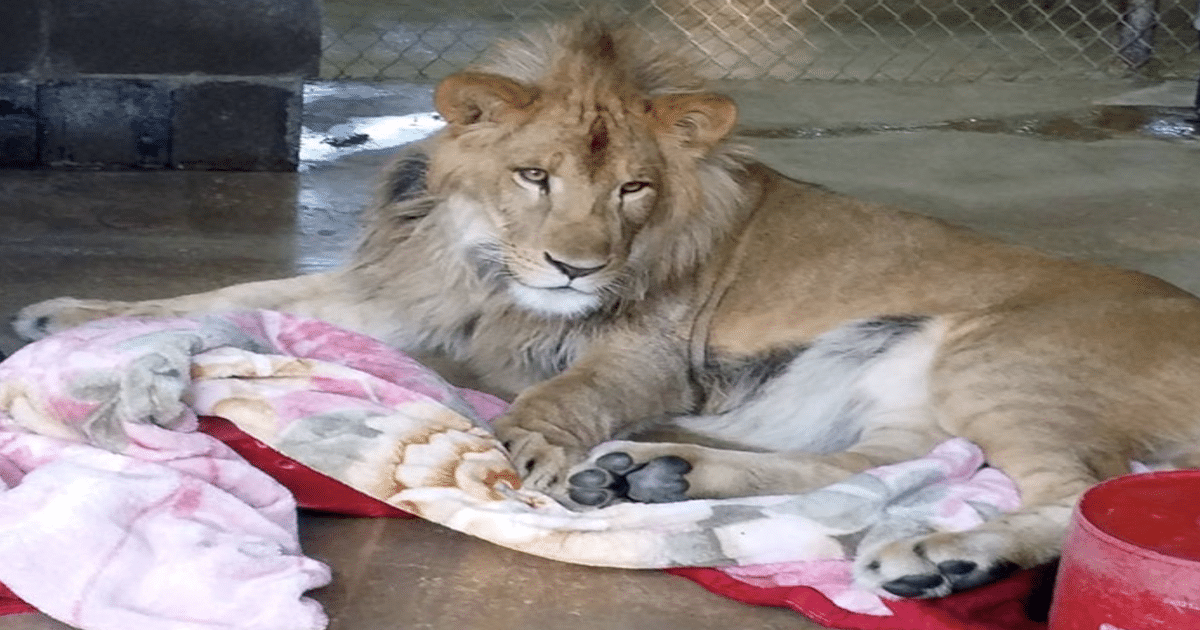 Rescued Lion Struggles to Sleep Without His Beloved Blanket