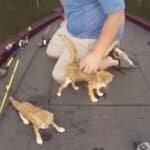Kittens Swimming