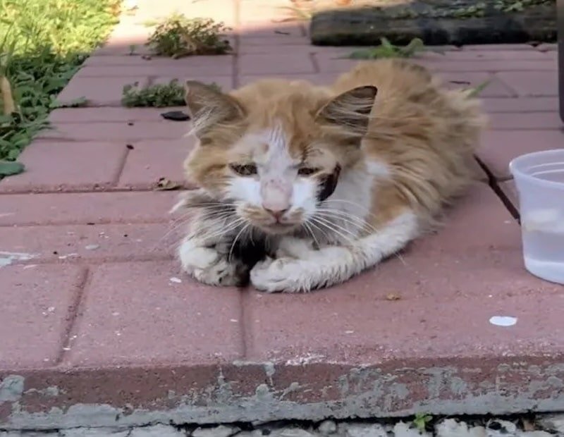 Neglected Cat Found