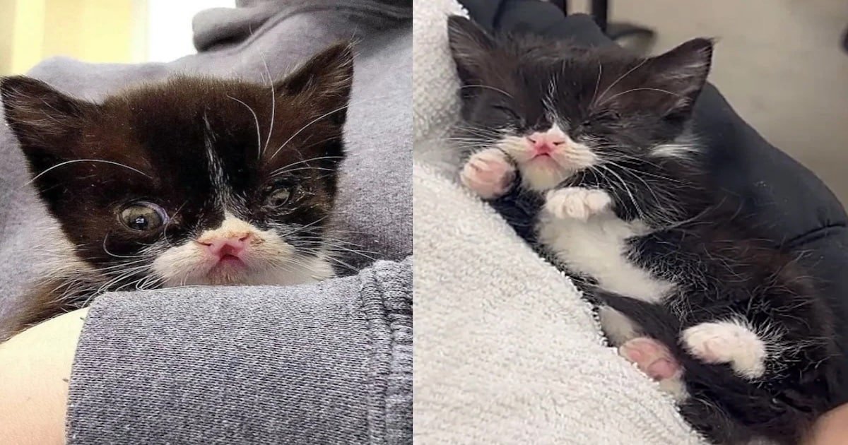 Adorable Kitten Proves