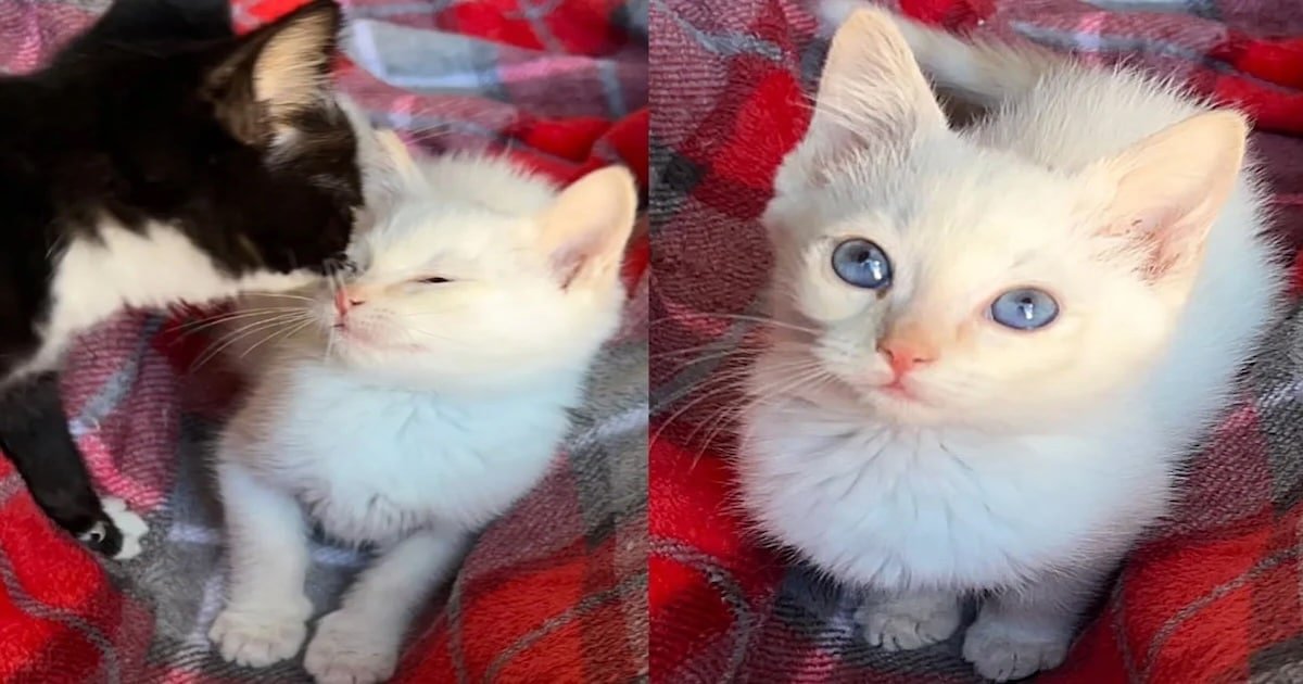 Backyard Kitten Brightens Christmas